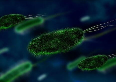 la cause de la gastrite est une bactérie - Helicobacter
